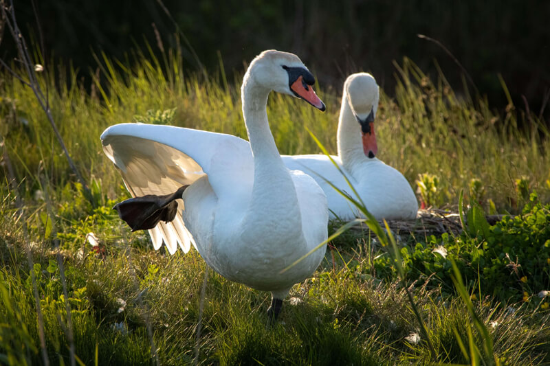 Geese & Swans